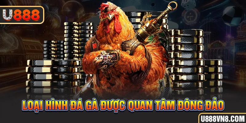 Loại hình đá gà được quan tâm đông đảo