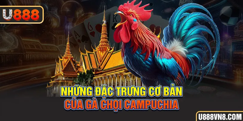 Những đặc trưng cơ bản của gà chọi Campuchia