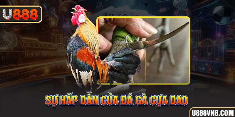 Sự hấp dẫn của đá gà cựa dao 